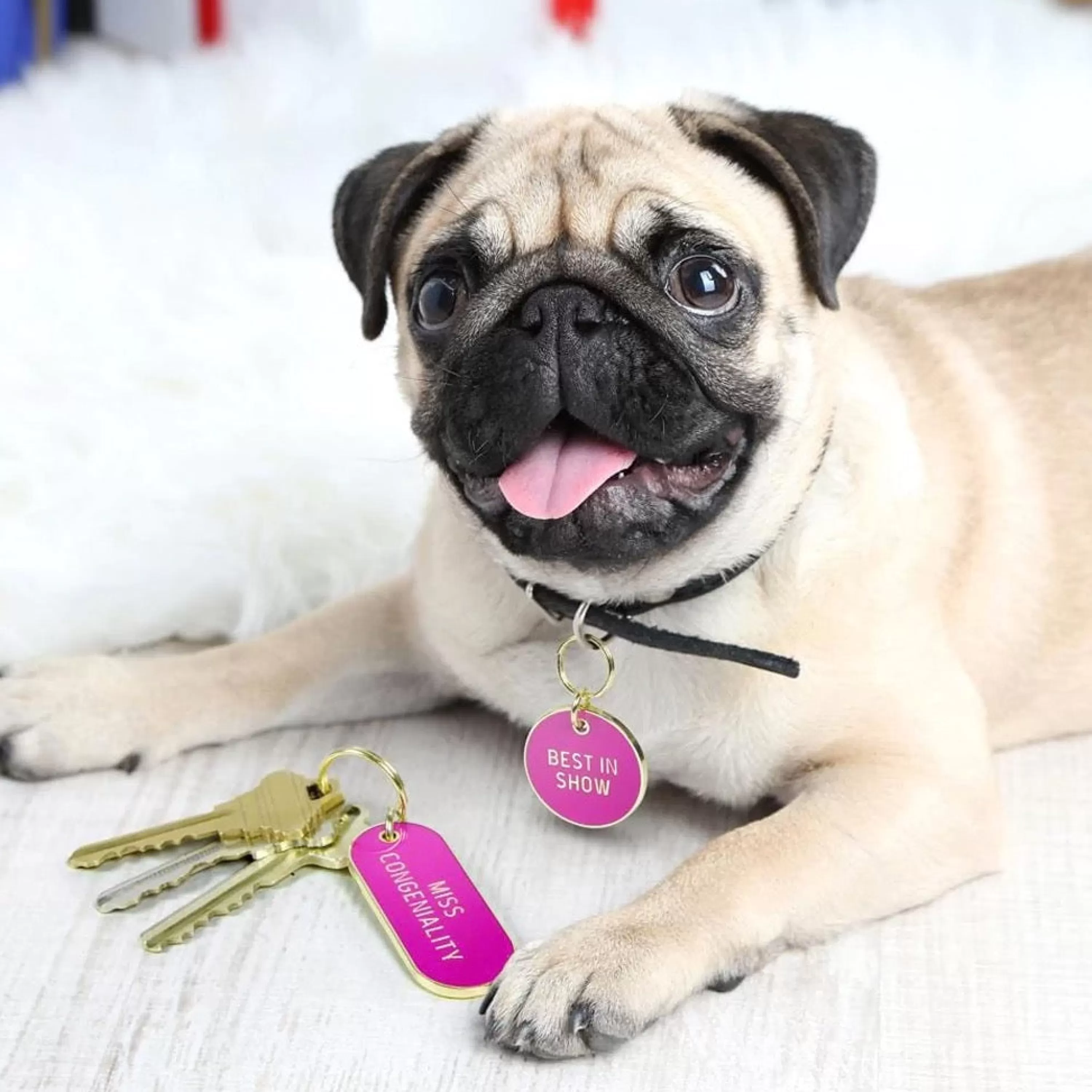 Online Fred & Friends Best In Show Key Chain & Dog Tag Set
